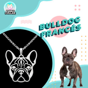 Bulldog Francés