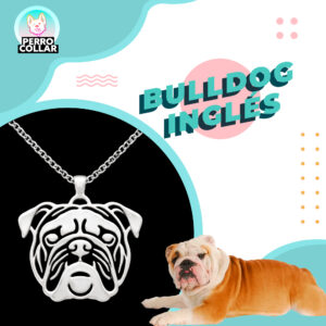 Bulldog Inglés