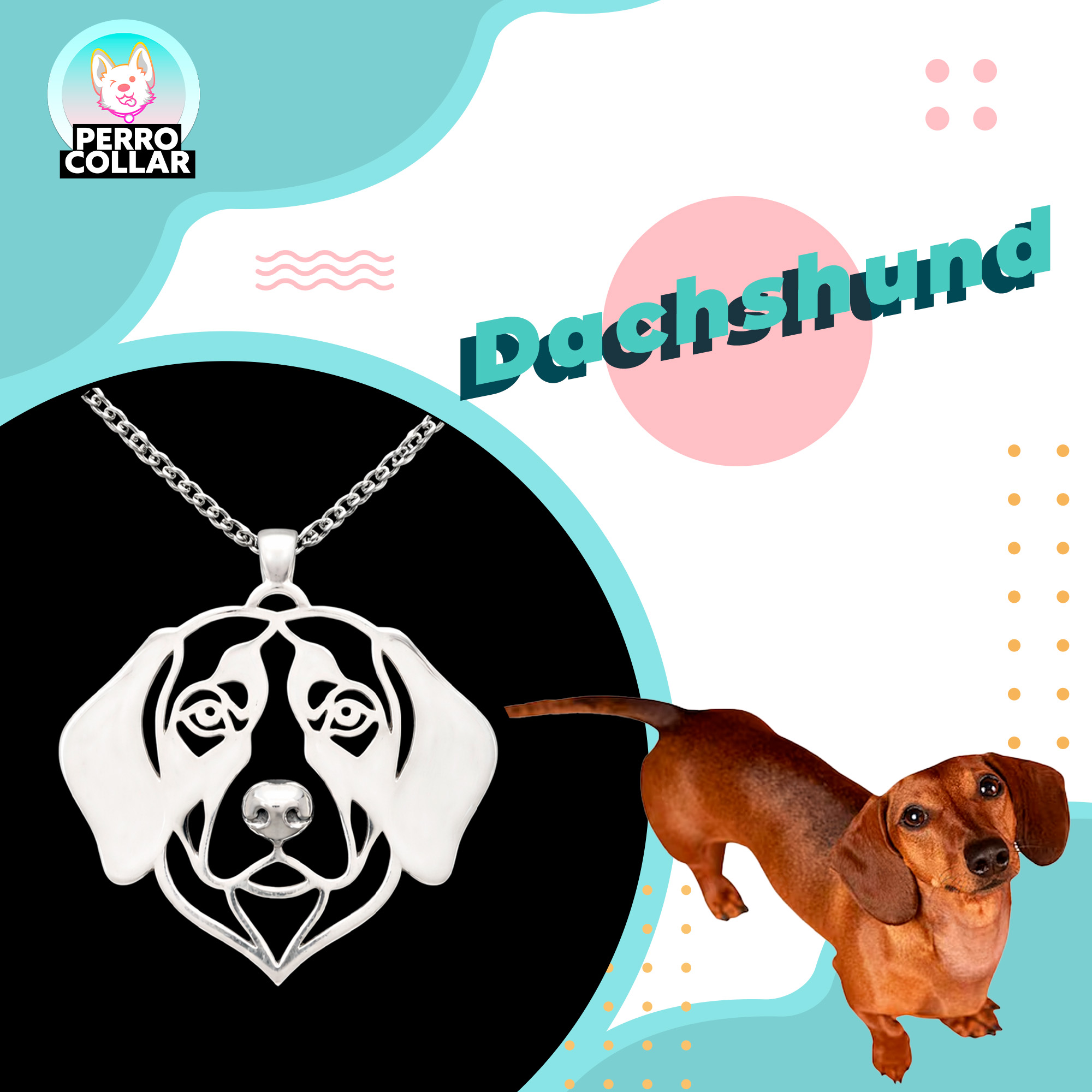 Dachshund