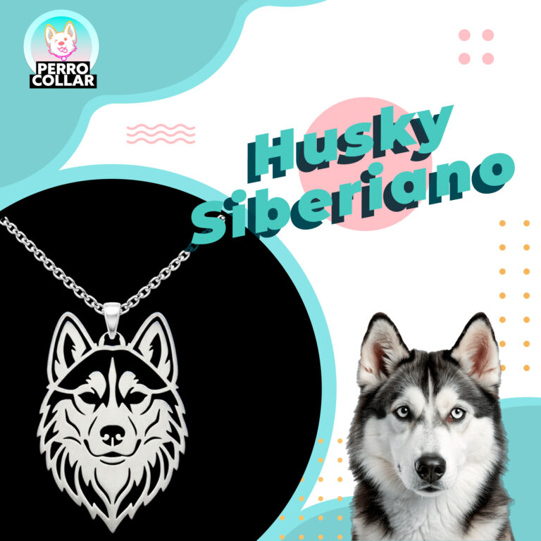 Husky Siberiano