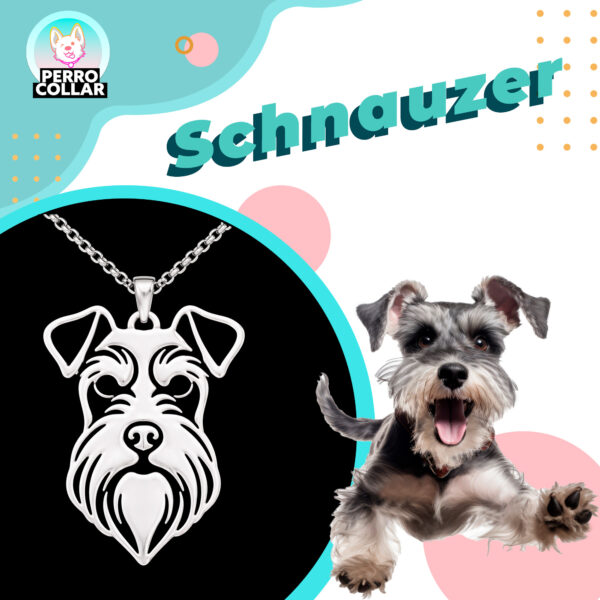 Schnauzer IG 2 Schnauzer
